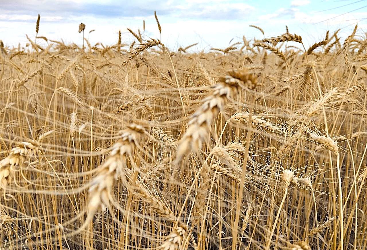 3,3 млн га будет занято под пшеницей в зерносеющей Костанайской области - изображение