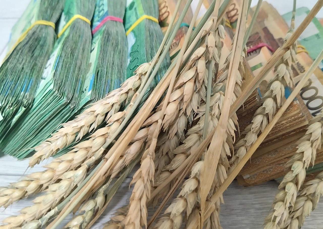 Десятки производств по переработке зерна и масличных построят в ближайшие годы в Казахстане - МСХ - изображение