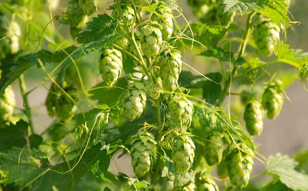 Выращивание и глубокую переработку хмеля намерены наладить на юге Казахстана - изображение