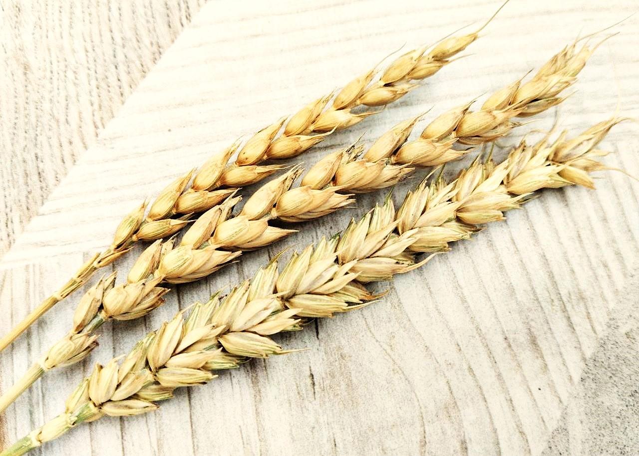 Зерновой рынок Казахстана пытается прийти в себя после стагнации - изображение