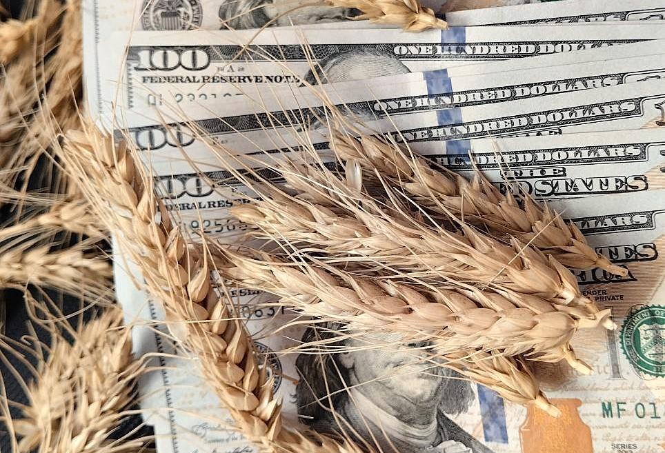 Экспортные цены на казахстанскую пшеницу снизились практически по всей номенклатуре - изображение