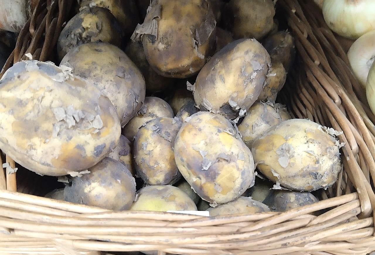 Серый импорт заполонил не только рынок картофеля, но и рынок зерна и сахара - Союз  - изображение