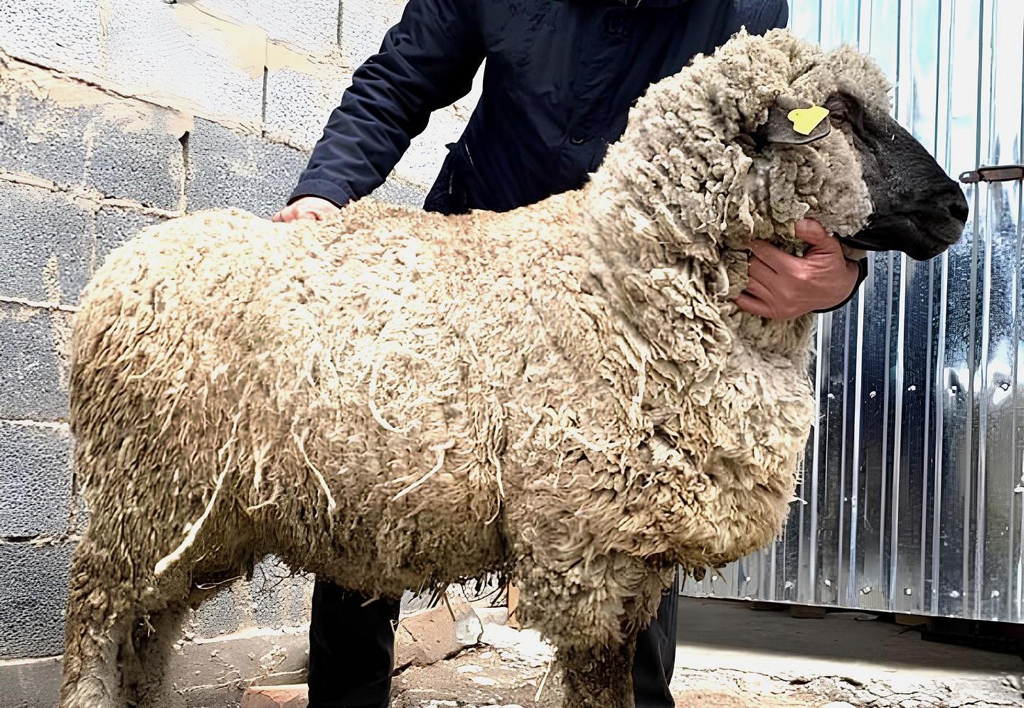 Второй завод по переработке шерсти стоимостью $10 млн построят в Казахстане  - изображение