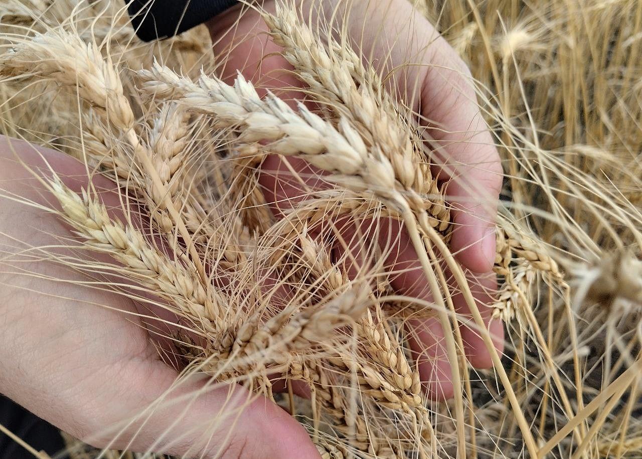 Новый Закон «О зерновом рынке и экспорте зерновой продукции» просят создать в Казахстане - изображение