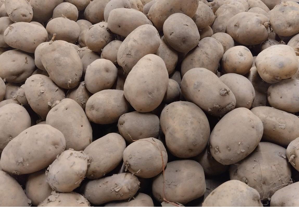 Научную систему производства семенного картофеля создадут в Казахстане - изображение