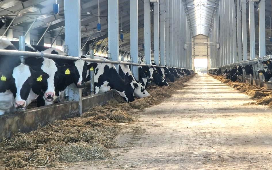 Новую программу льготного кредитования животноводства запустили в Казахстане - изображение