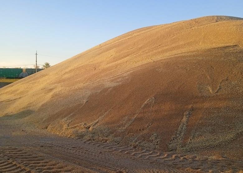 8,5 млн тонн зерна и муки экспортировал Казахстан с начала 2025/26 МГ - изображение