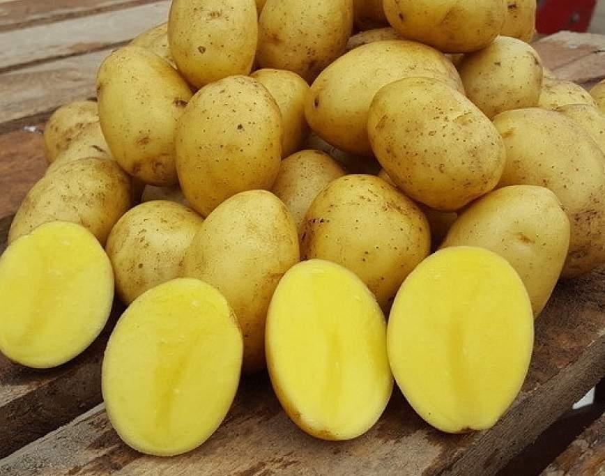 Ученые-овощеводы не предоставляют крестьянам новые сорта картофеля