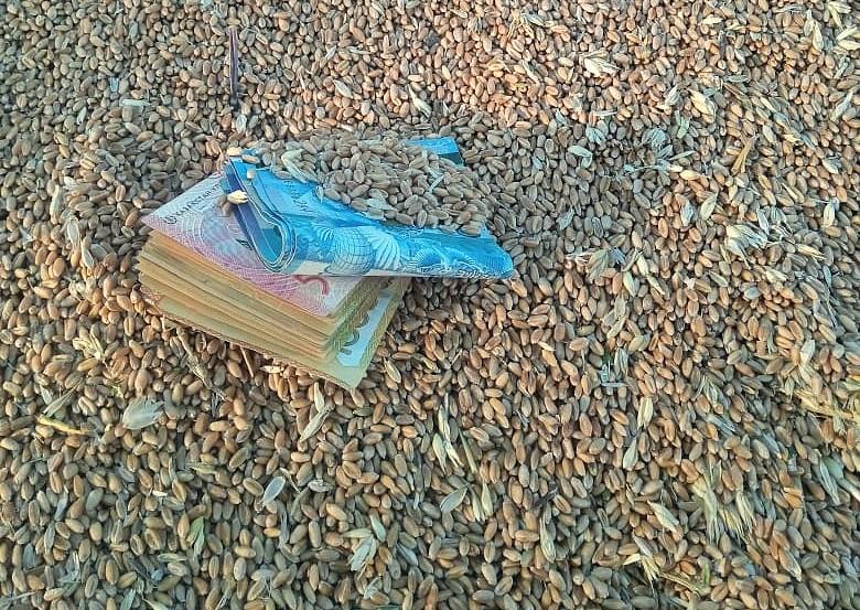 Продкорпорация продает пшеницу на бирже от 104 тыс. тенге за тонну - изображение