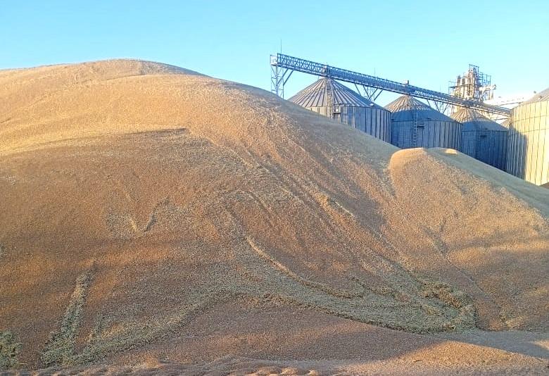 Переработка и экспорт зерна: Казахстан возвращается на рынок Монголии  - изображение