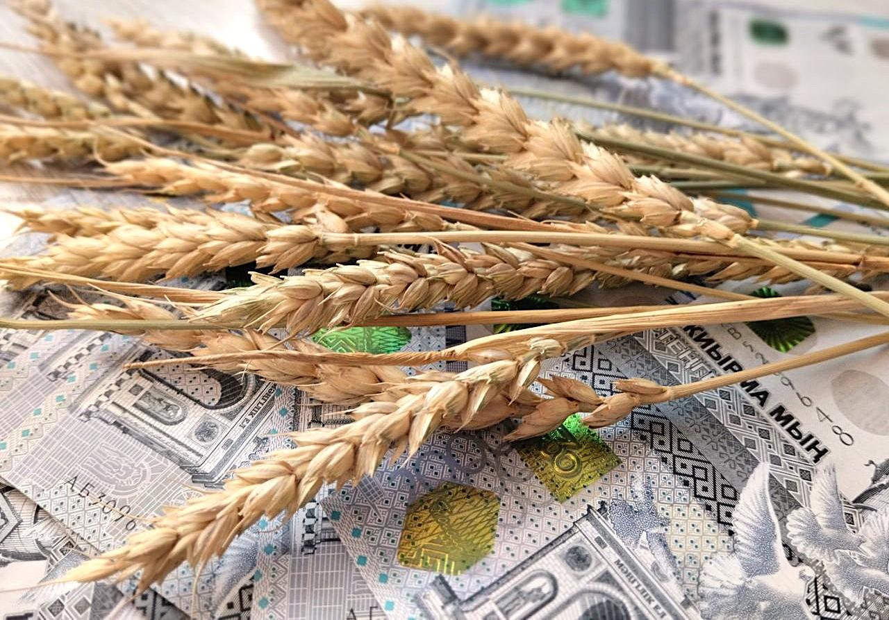 Падение цен на зерно прогнозируют в Казахстане - изображение