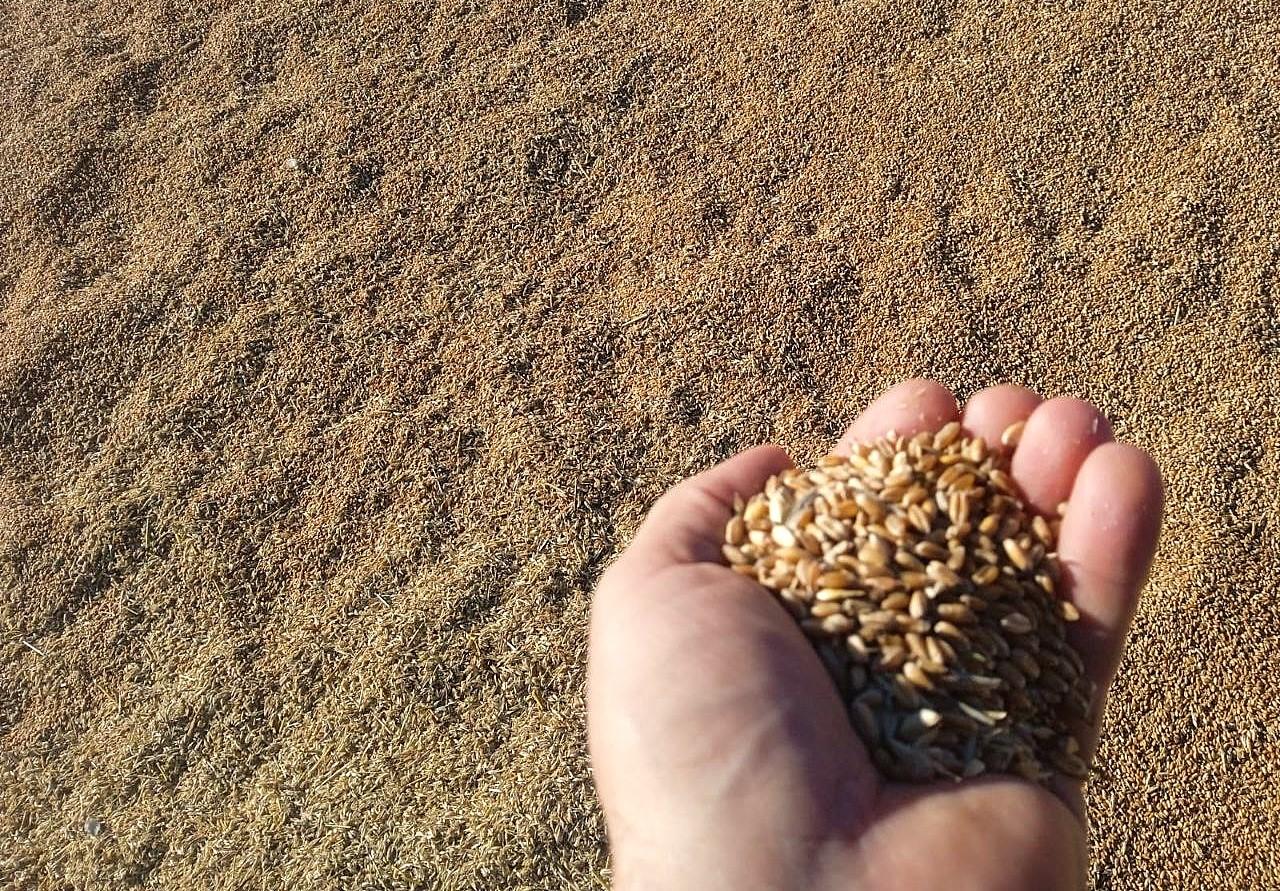 Зерновой Союз Казахстана увеличил прогноз импорта российской пшеницы до 1,4 млн тонн  - изображение