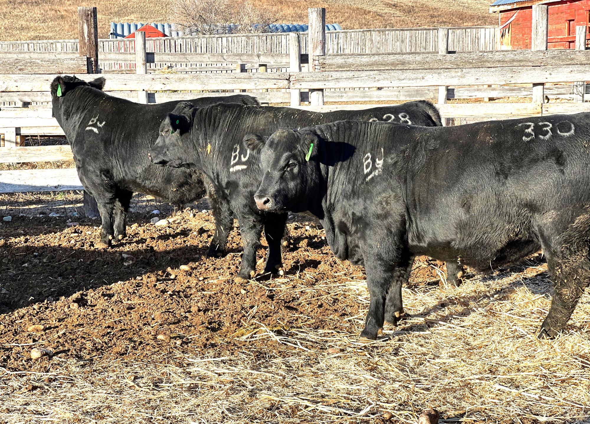 Льготное кредитование животноводства началось в Казахстане - изображение