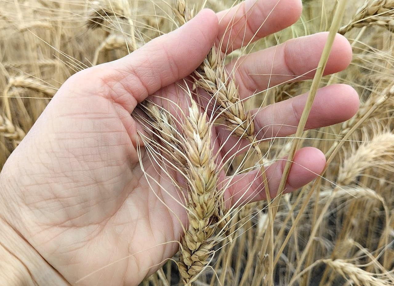 После провального старта экспорт твердой пшеницы активизировался в Казахстане   - изображение