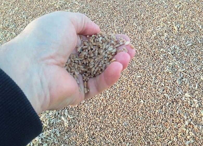 МСХ выпустил новый документ о запрете на ввоз зерна из России - изображение