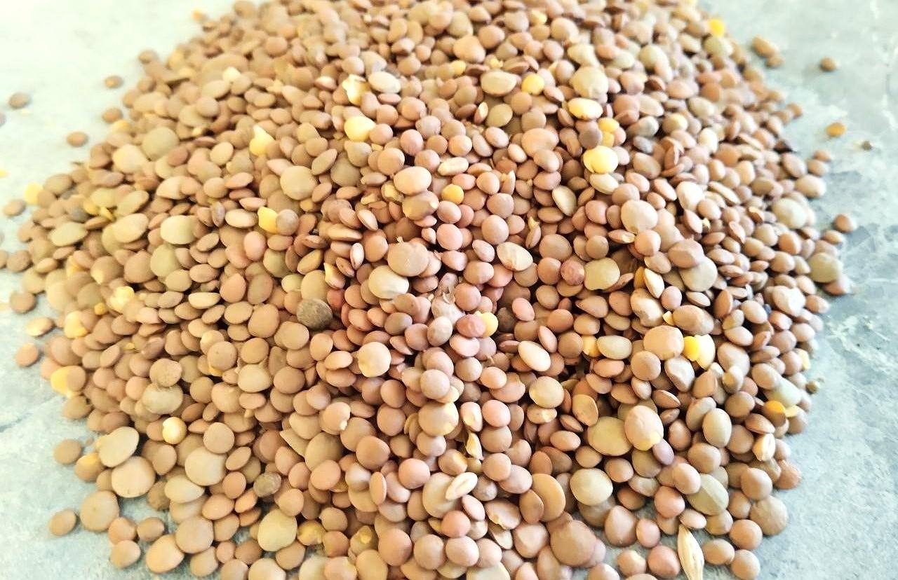 Турция увеличила закуп чечевицы из Казахстана в 2,6 раза. Максимальные объемы прогнозируют в сезоне - изображение