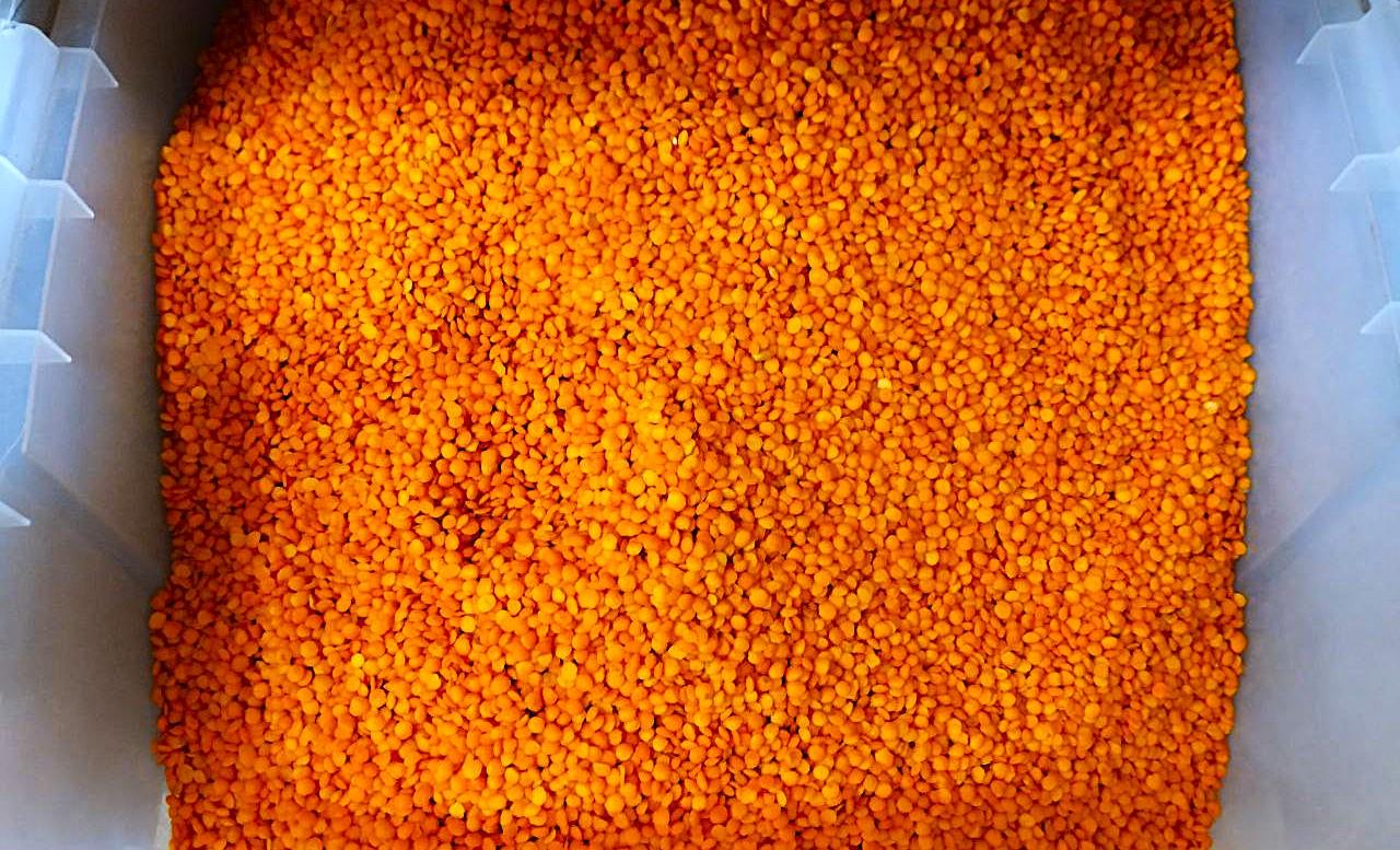 Продкорпорация предоставляет аграриям зерносеющих регионов льготное финансирование на выращивание чечевицы - изображение