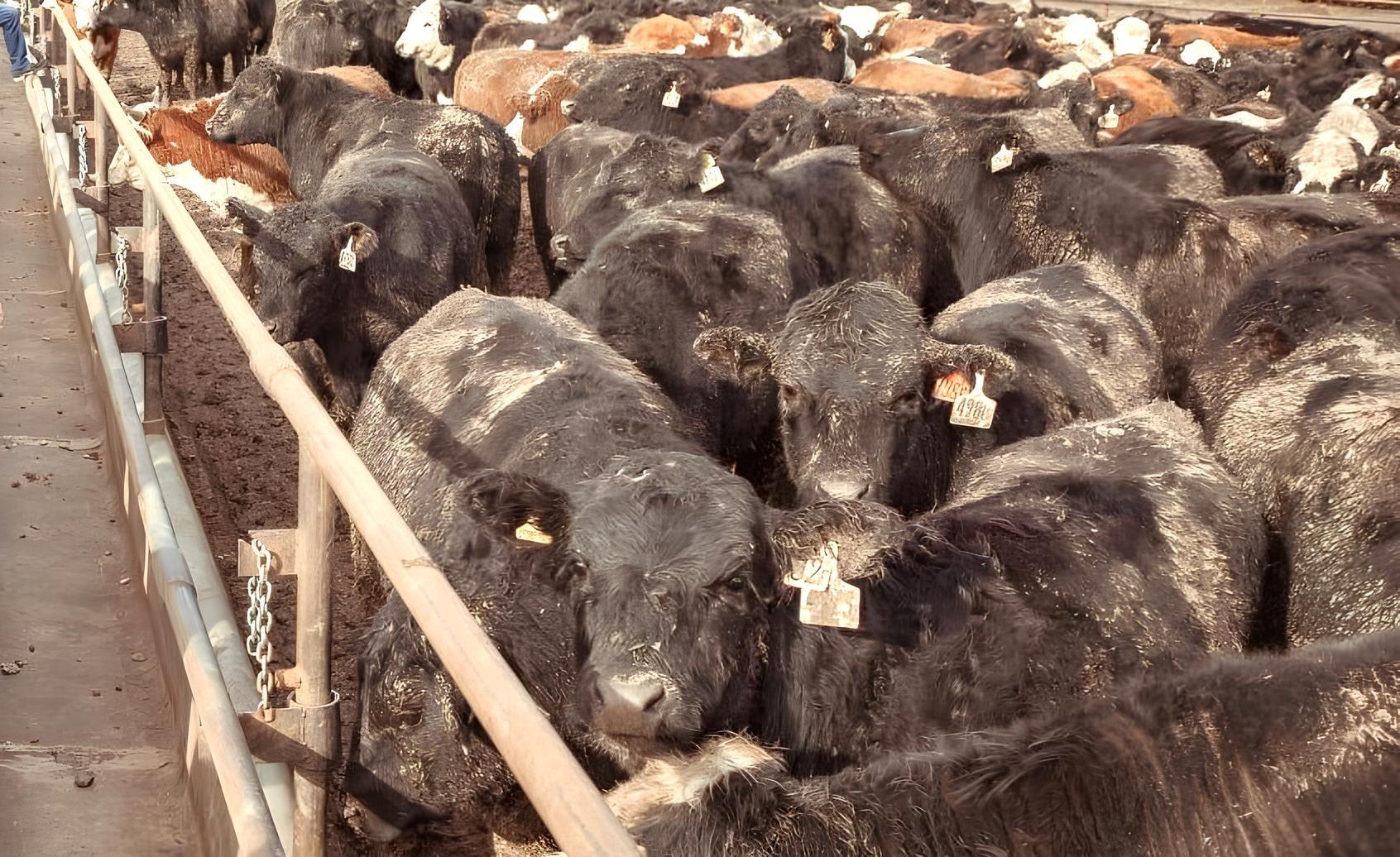 Глубокую переработку кожи и побочных продуктов животноводства наладят в Казахстане - изображение