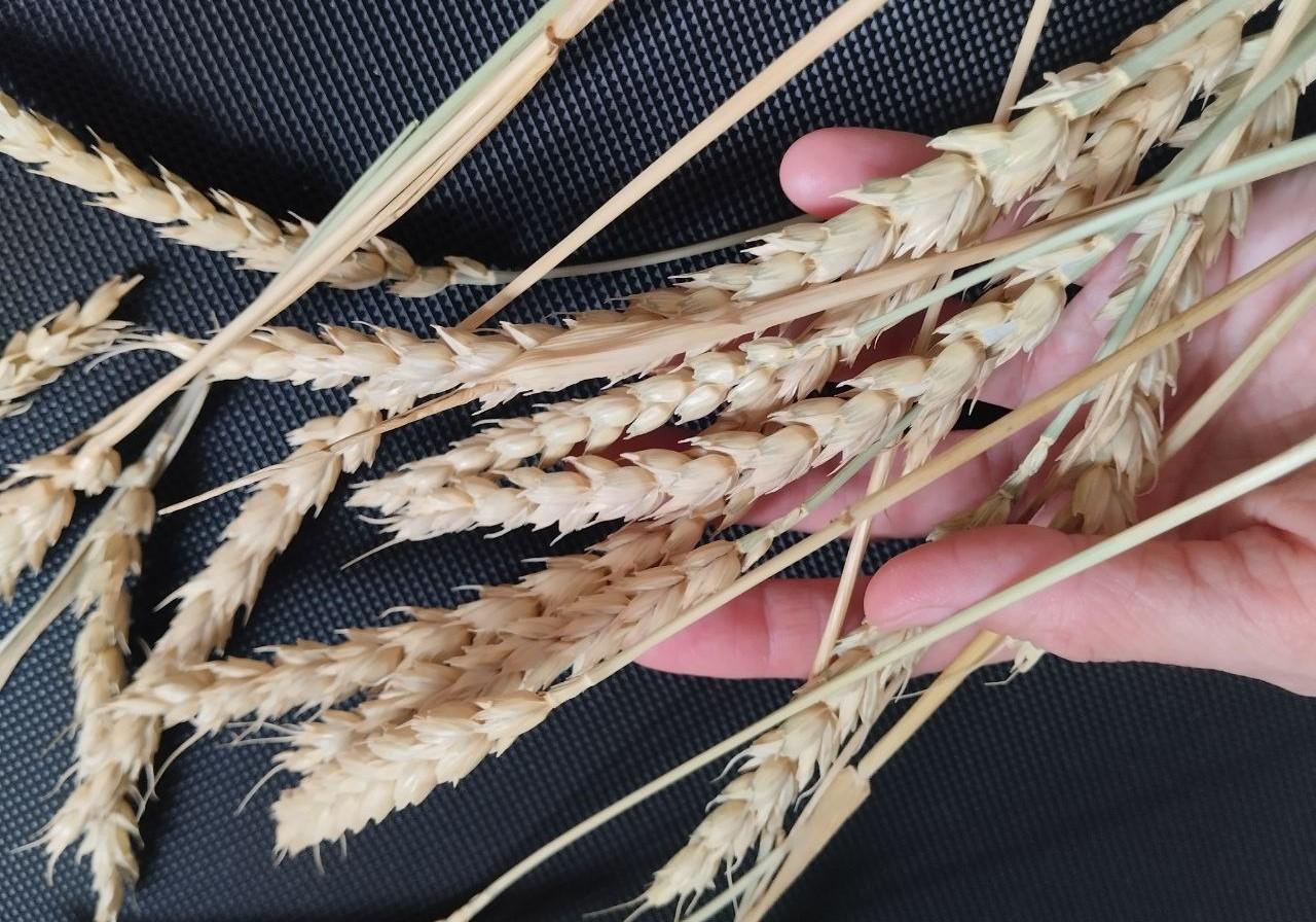 Низкая маржинальность и крепкий тенге сдерживают рост цен на зерновые и масличные в Казахстане - изображение