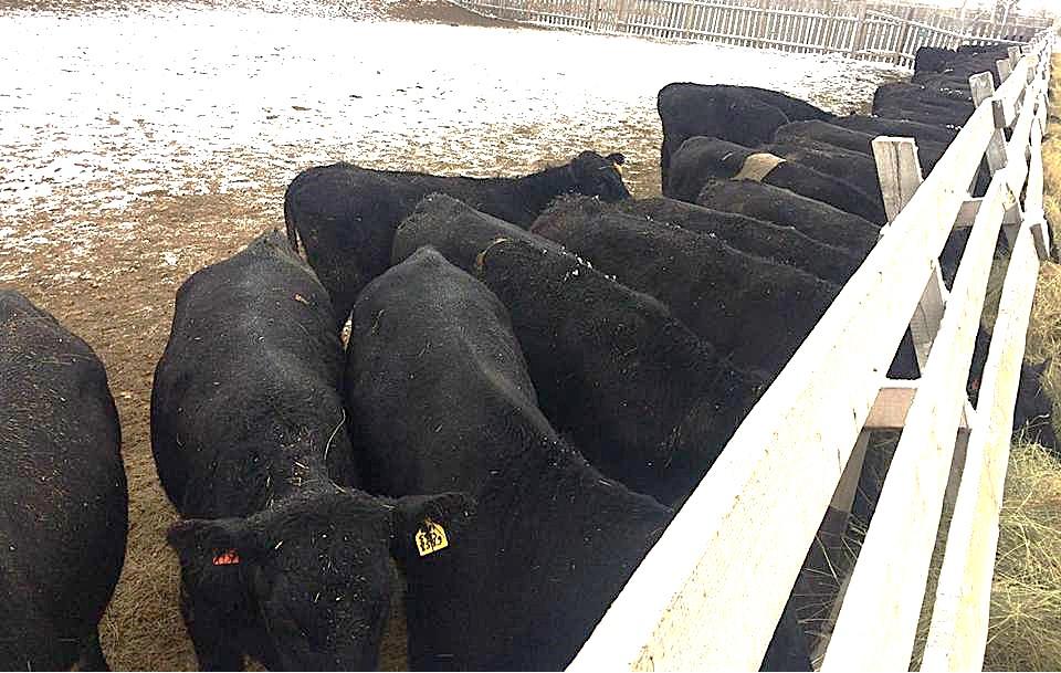 Новые льготные кредиты запускают в животноводстве - изображение