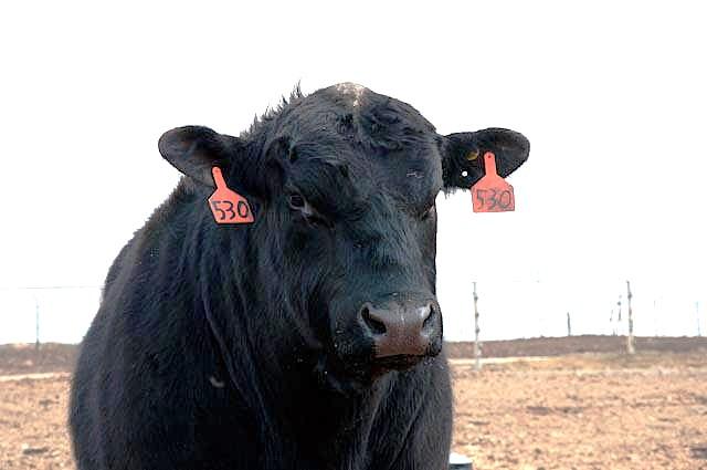 Срочная массовая вакцинация скота началась в Казахстане: ветеринары в недоумении - изображение