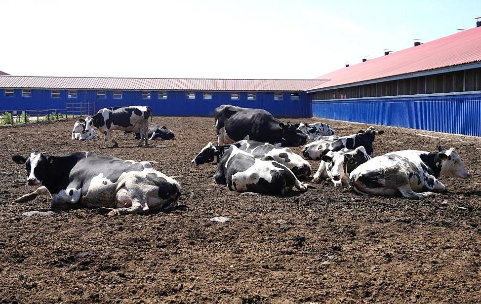 Пилотный проект по борьбе с бруцеллезом ввели в Костанайской области - изображение