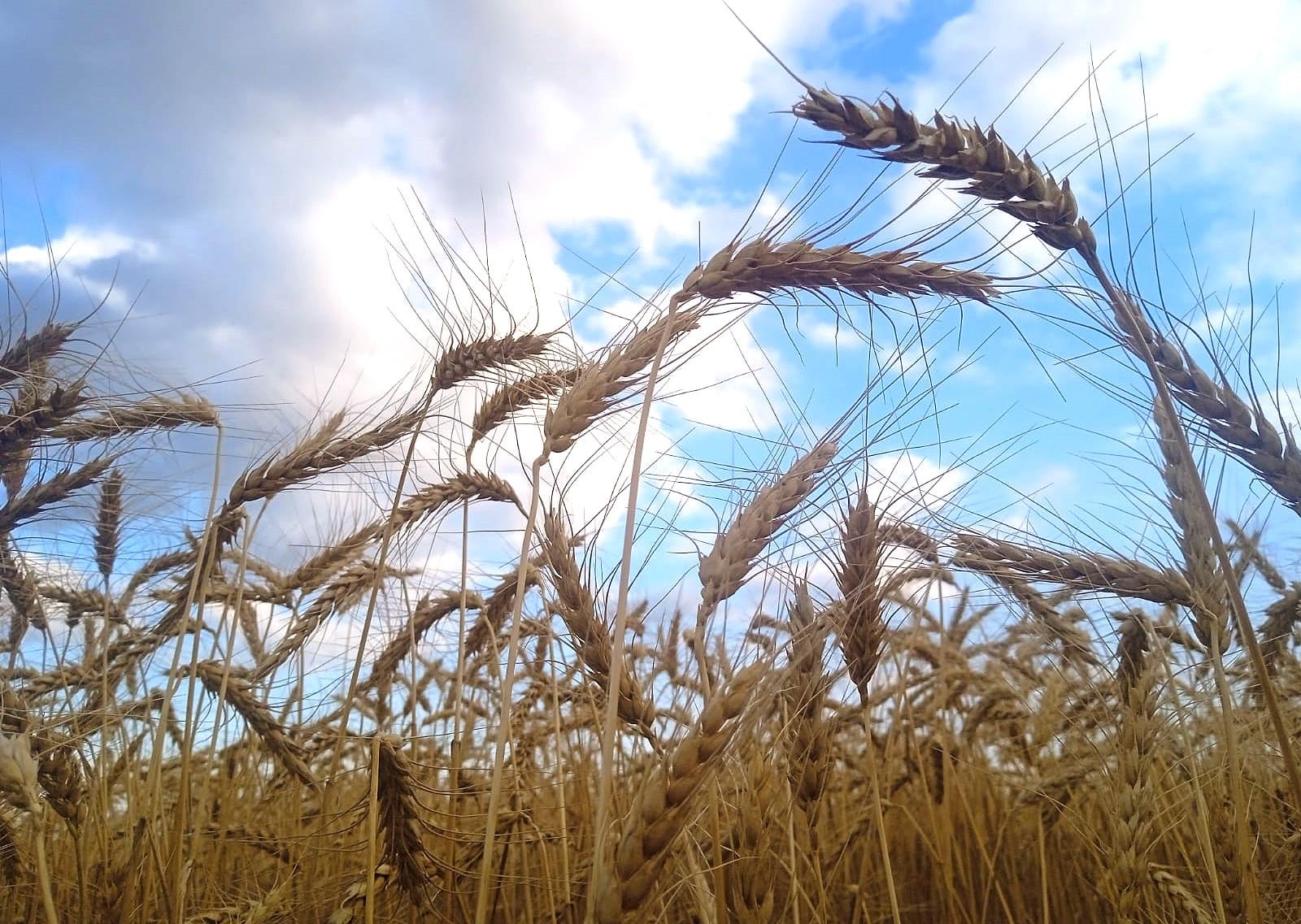 Пшеница Hi-Pro под угрозой. Сайгаки уничтожают до 40% урожая - изображение