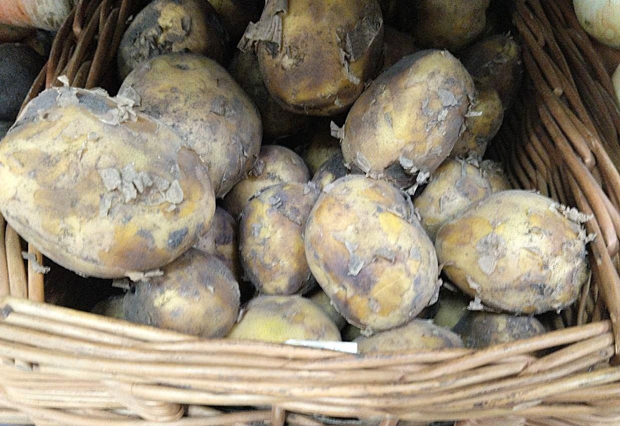 Картофелеводам повысят порог обязательной продажи через биржу - изображение