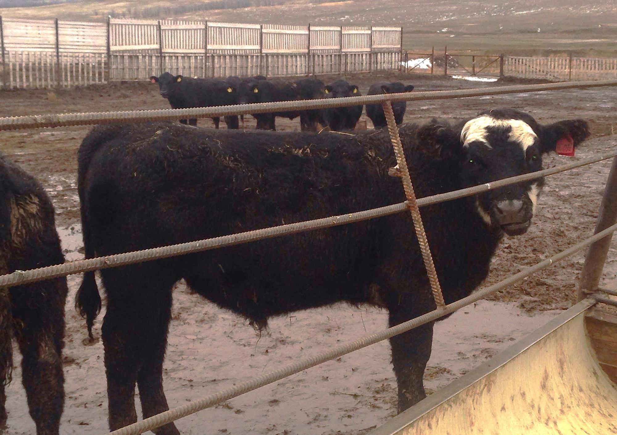 Ящур в приграничье с Казахстаном – Китае. Обнаруженный штамм впервые проник в КНР - изображение