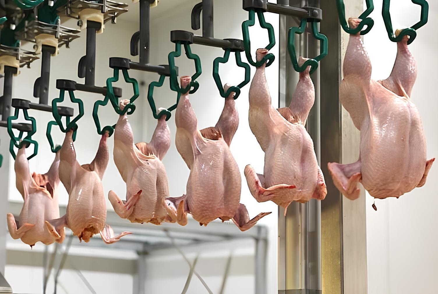 Собственник одной из самых крупных птицефабрик в мире – Холдинг aitas – привлек к сотрудничеству китайский бизнес - изображение