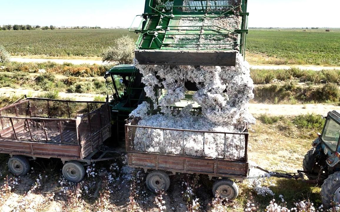 Хлопкоперерабатывающие предприятия не выплатили крестьянам за поставленный хлопок свыше 300 млн тенге - изображение