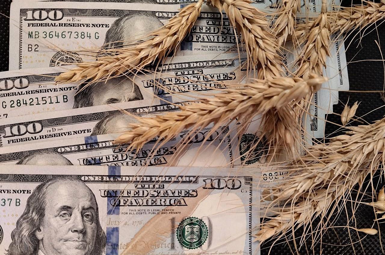 Международные цены на пшеницу выросли на 4,3%  - изображение