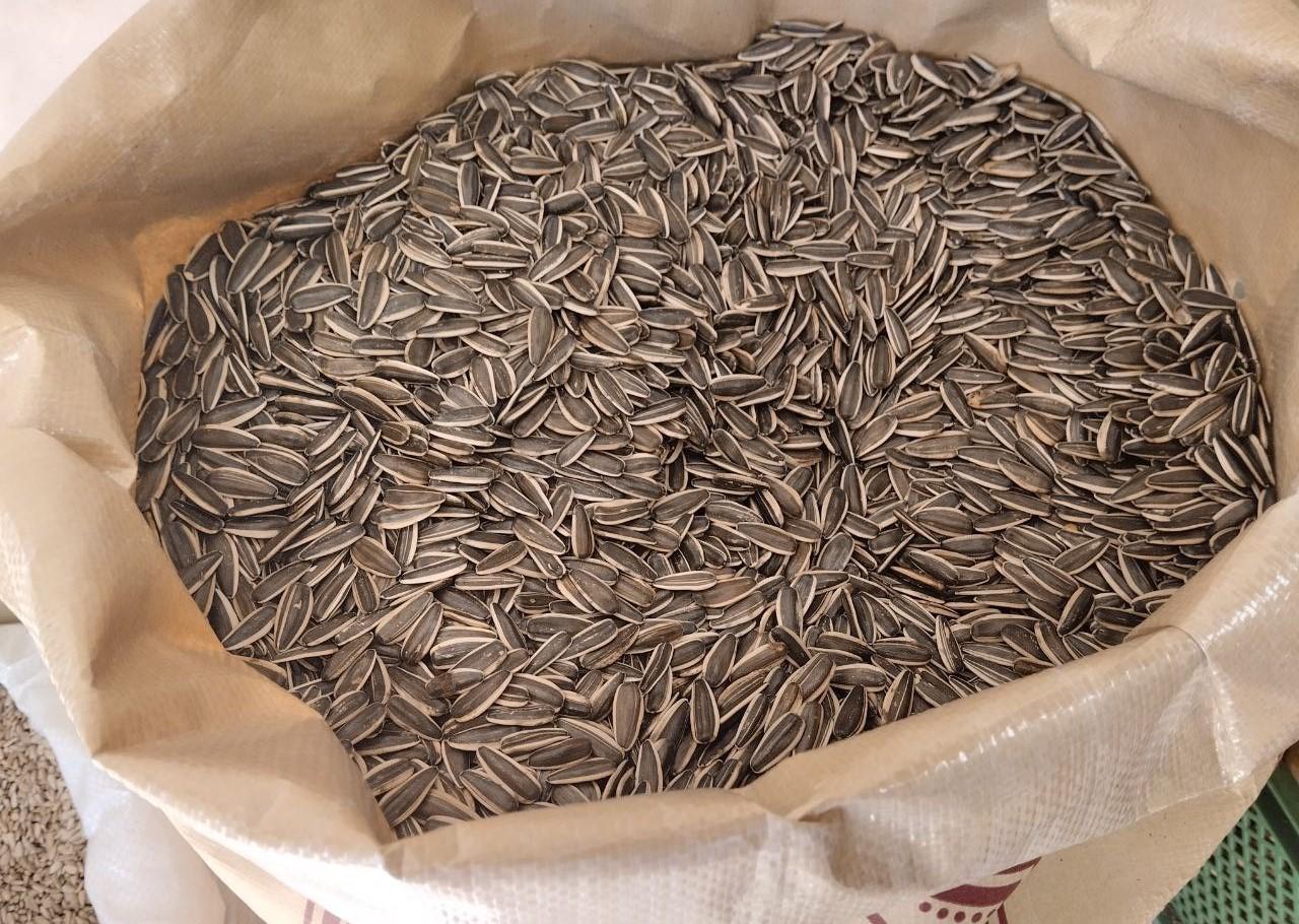 Груз с зараженным подсолнечником из Беларуси задержали на границе Казахстана - изображение