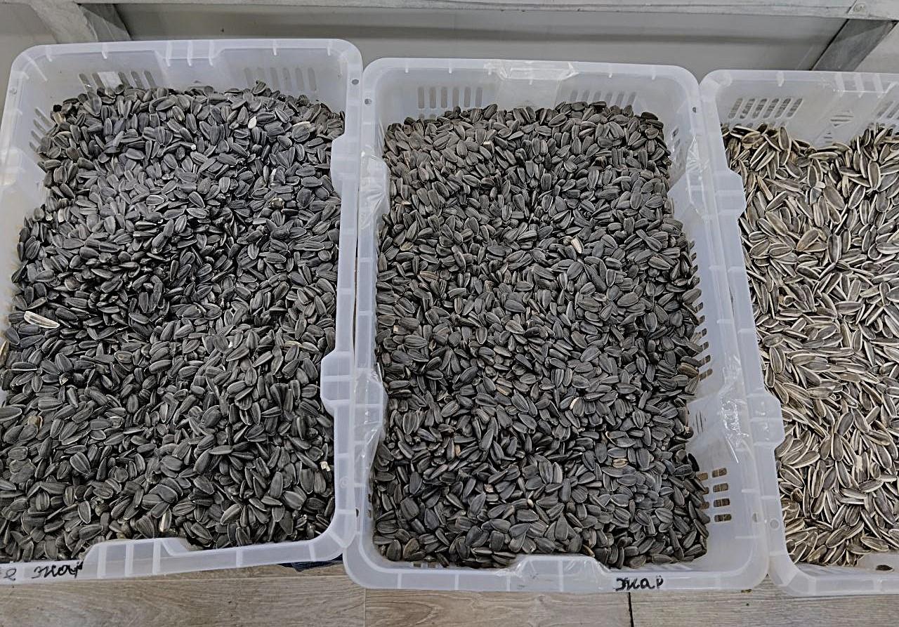 Высокая стоимость семян подсолнечника повлияла на объемы экспорта в Казахстане - изображение