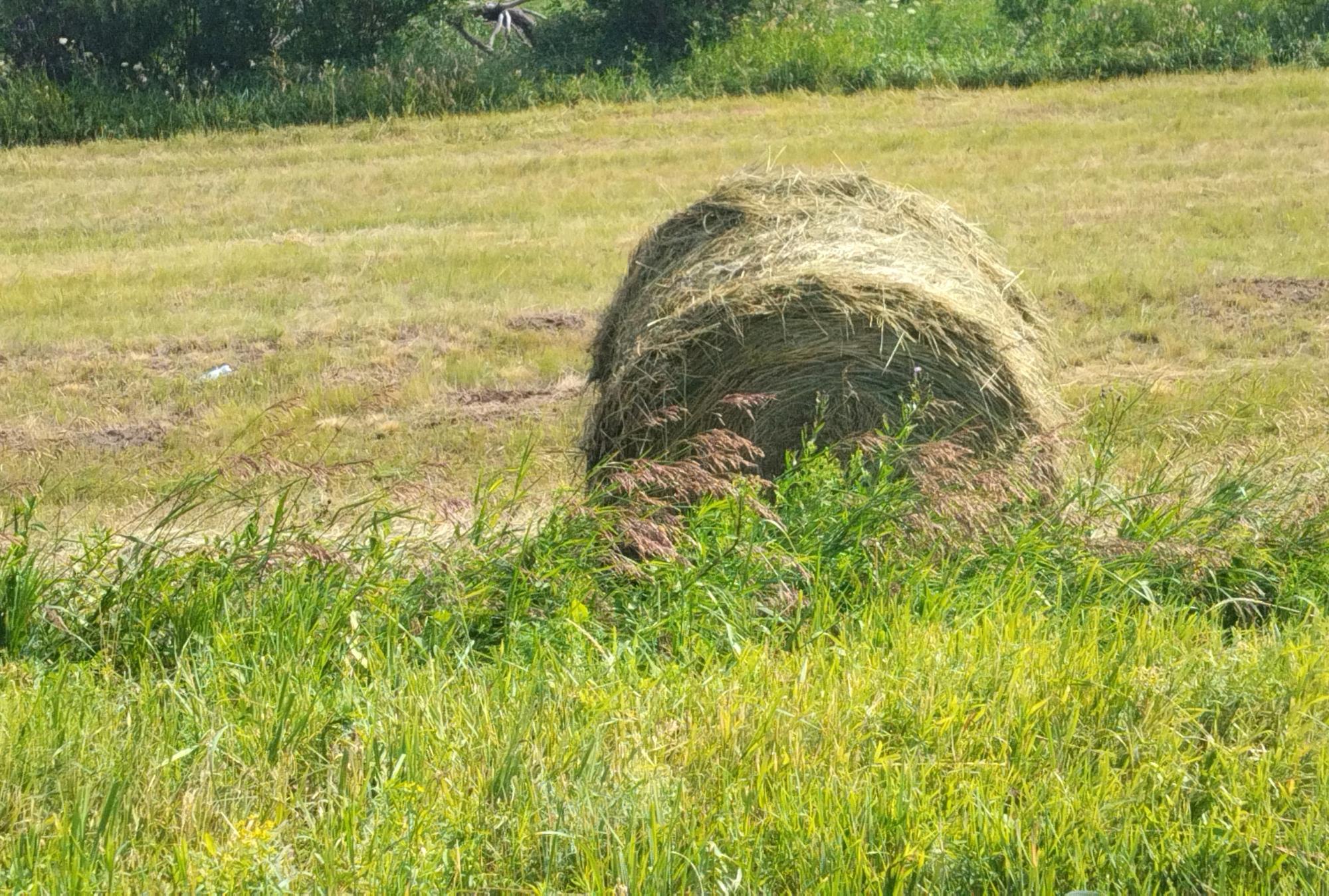 Механизм предоставления сельхозземель изменят в Казахстане - изображение