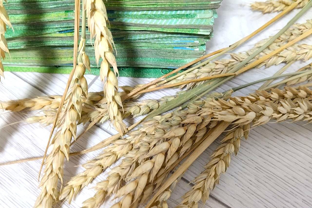 Рынок зерна нестабилен. Темпы отгрузки снова снижаются  - изображение