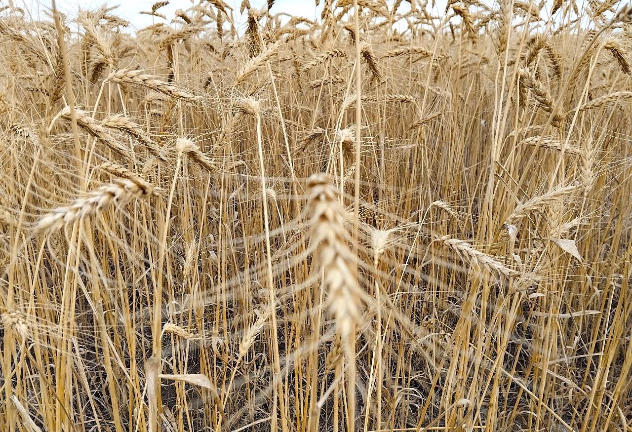 Казахстан запатентовал ряд сортов пшеницы российского научного центра - изображение