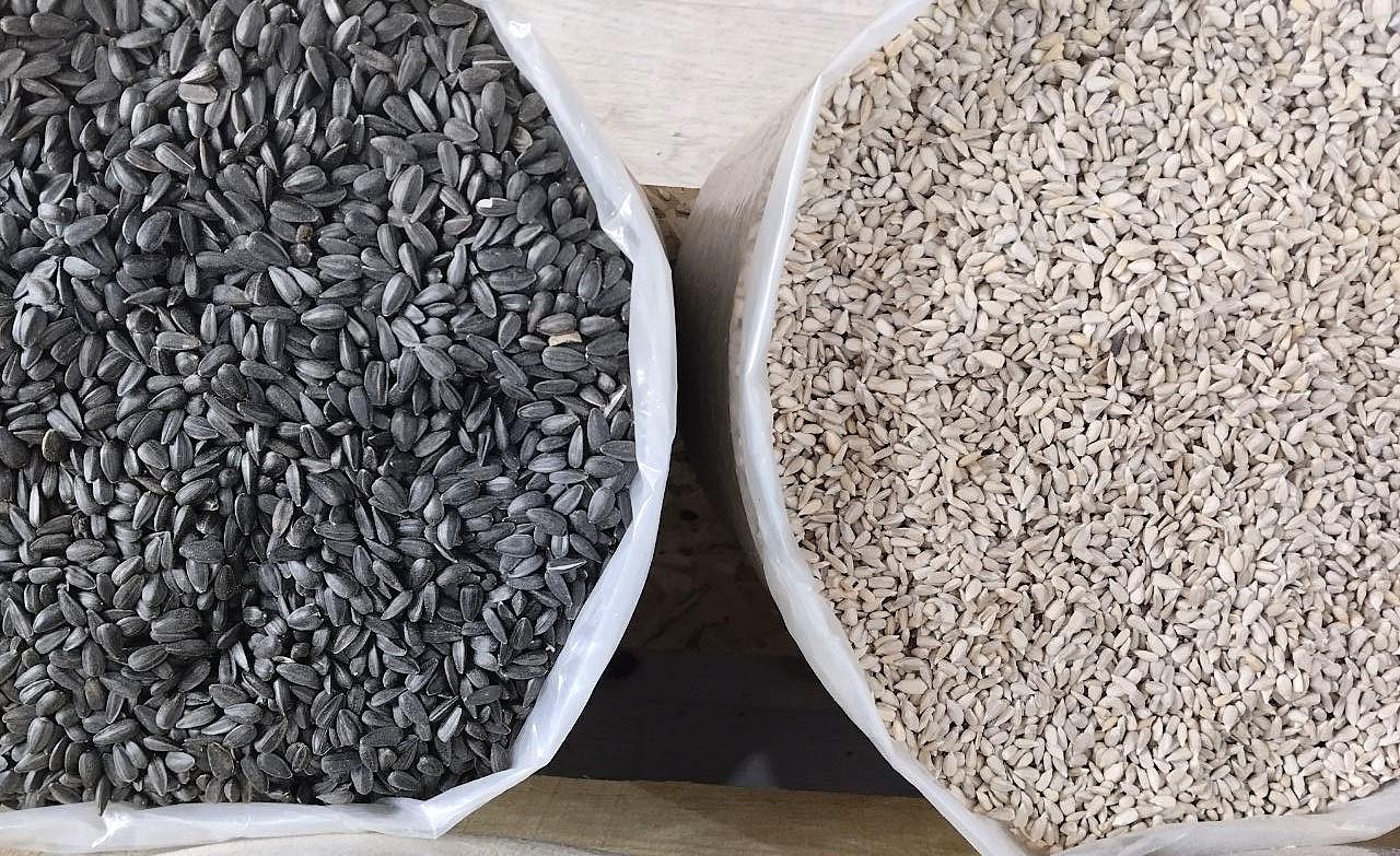 2,7 млн тонн семян масличных в наличии в Казахстане - изображение