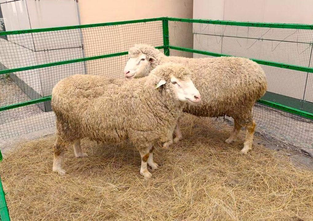 Научный селекционный центр овцеводства открыли на востоке Казахстана - изображение