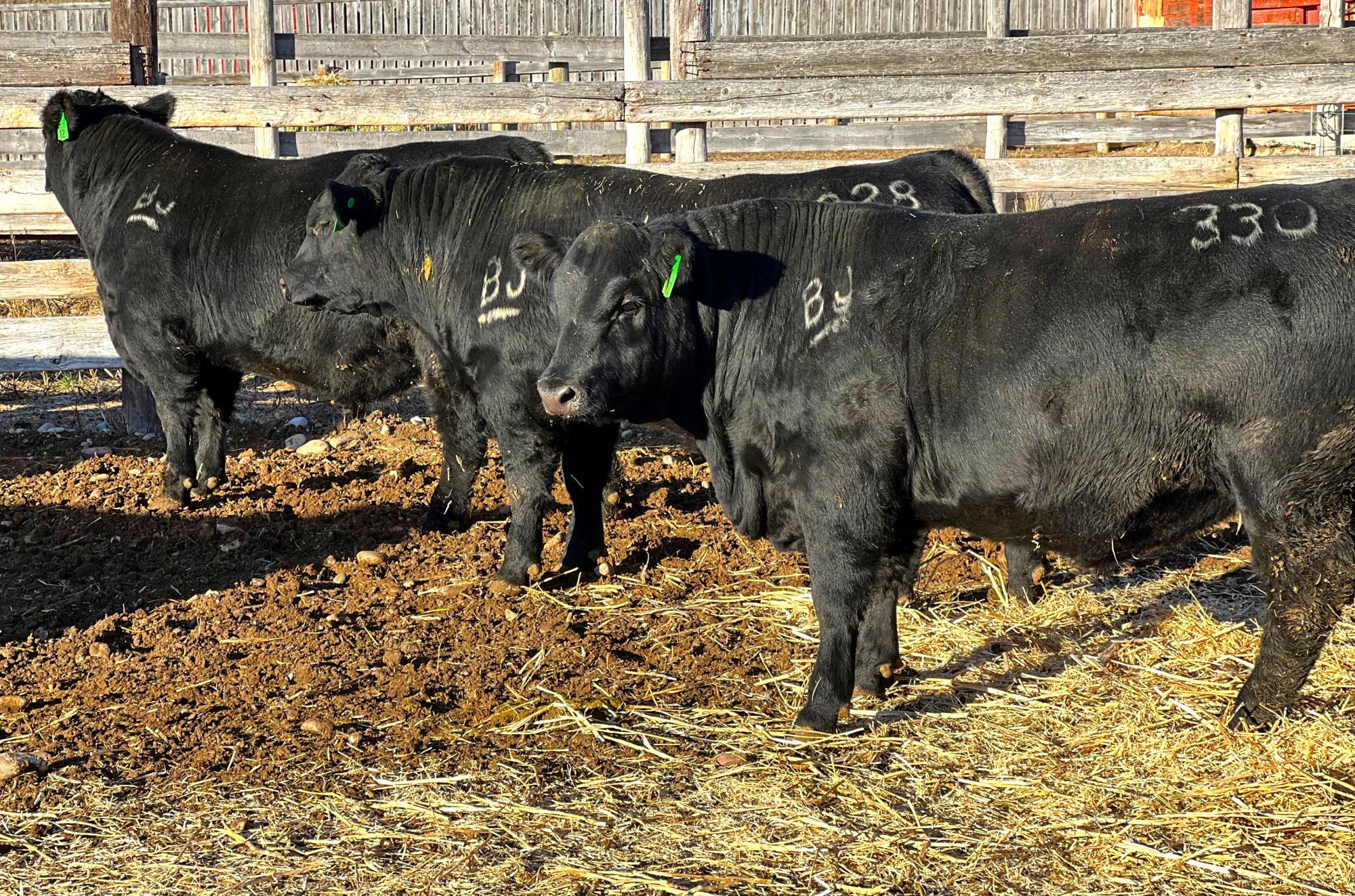 Какой скот до сих пор под запретом к вывозу в Казахстане? - изображение