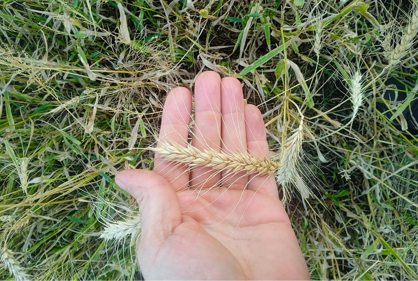 КарСХОС продает оригинальные семена пшеницы по 1 млн тенге за тонну - изображение