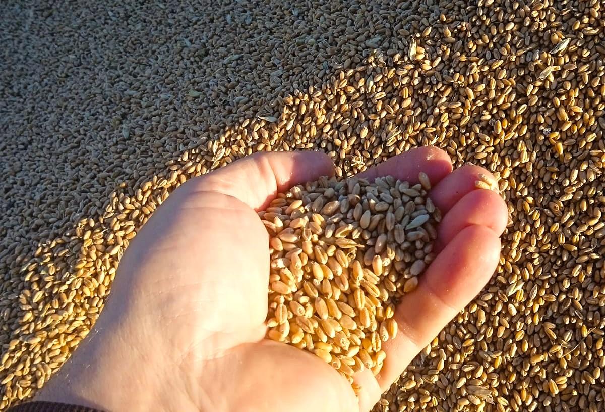 Поставки казахстанской пшеницы в Таджикистан на максимуме. Взят курс на рост - изображение