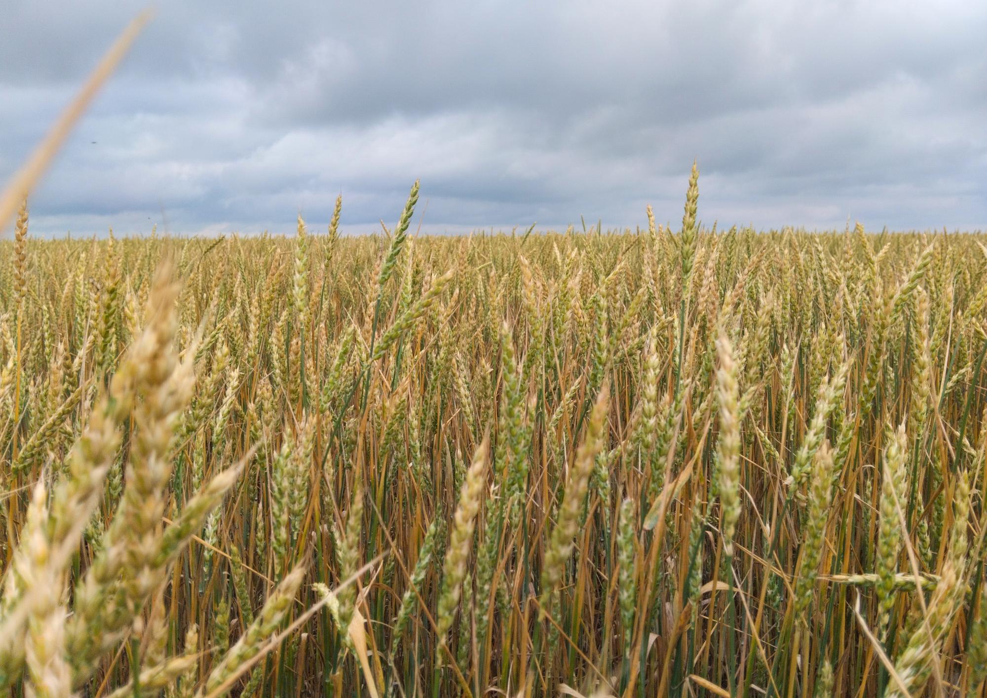 АКК начала прием заявок на субсидирование страховых рисков в растениеводстве и животноводстве - изображение