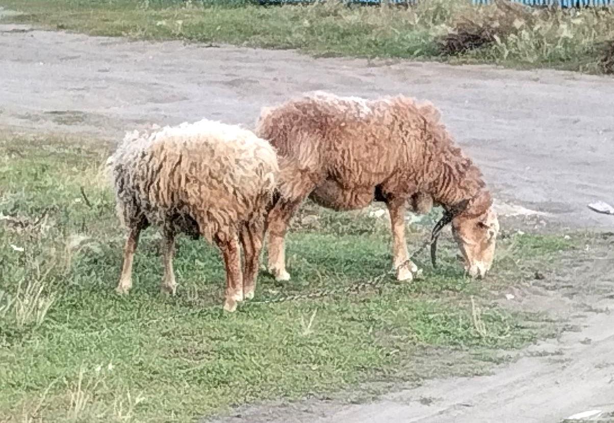 Еще один завод по переработке шерсти строят в Казахстане - изображение