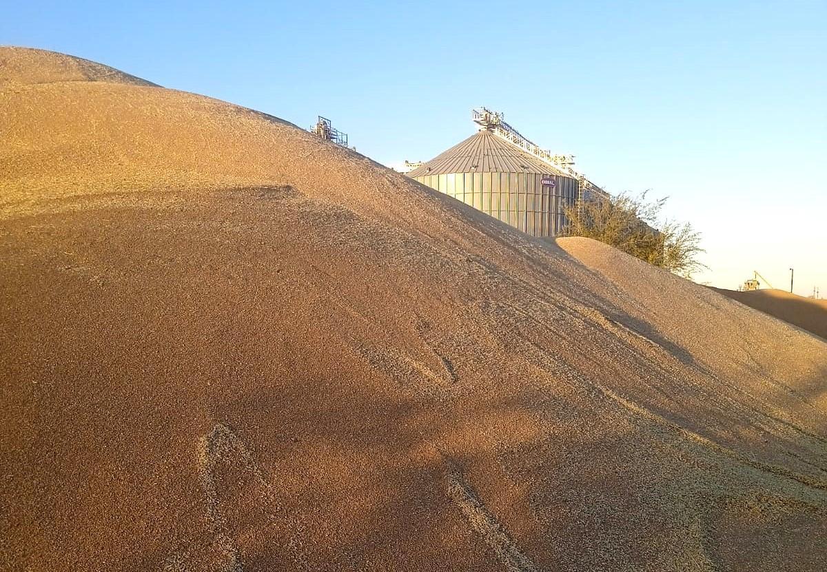 10,8 млн тонн зерна пшеницы осталось в Казахстане - изображение