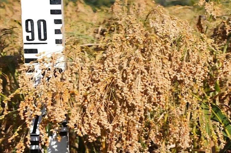 Ученые создали ряд новых сортов сельхозкультур - изображение