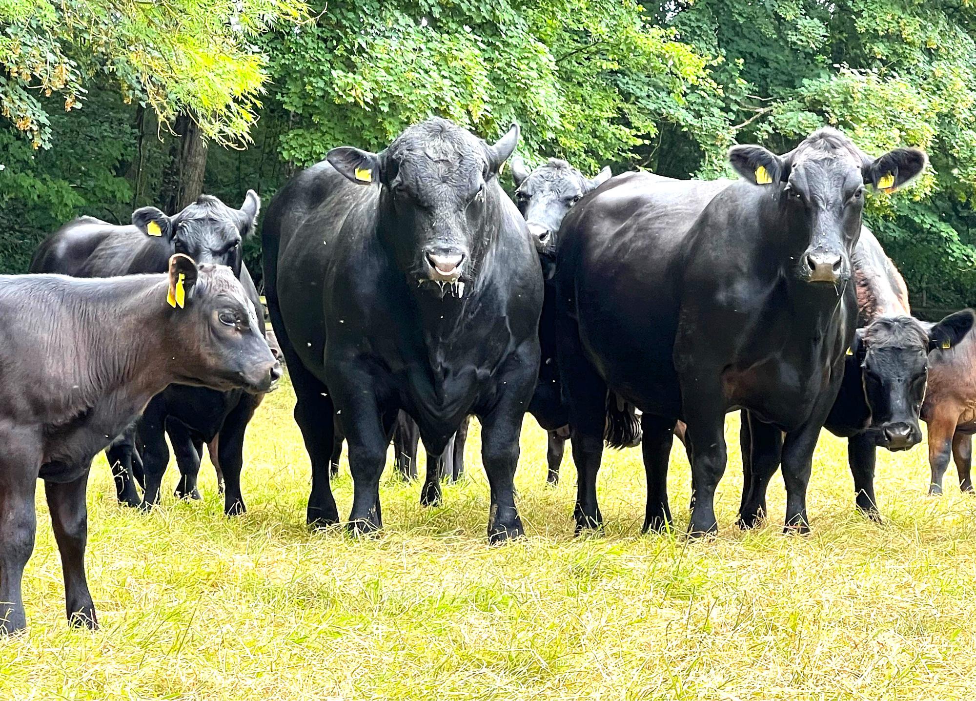 Агрокредитная корпорация начала прием заявок на приобретение племенных импортных животных - изображение