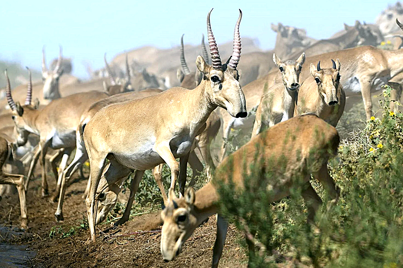 Разрешить отстреливать сайгу на своих посевах просят аграрии Костаная - изображение
