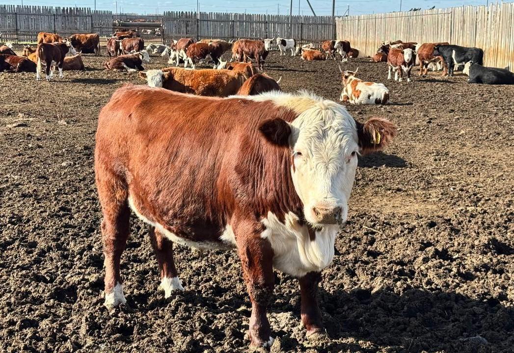 Уникальный агрокомплекс замкнутого цикла стоимостью 1,095 млрд тенге построят в центре Казахстана - изображение