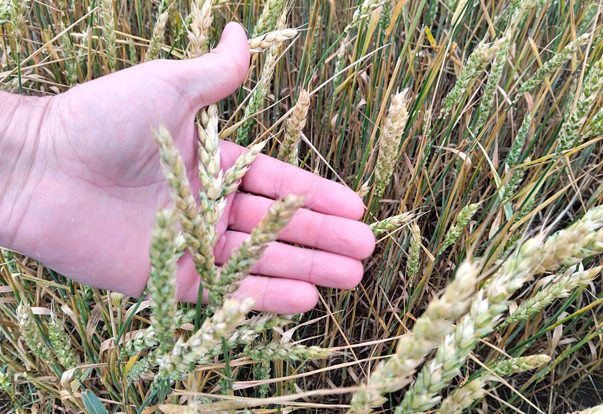 Производство топлива на основе отходов переработки зерна запущено в Казахстане - изображение